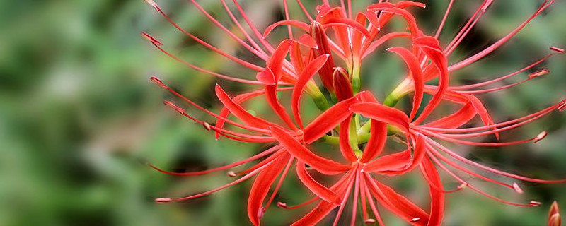 彼岸花水培养种植方法 彼岸花怎么水培