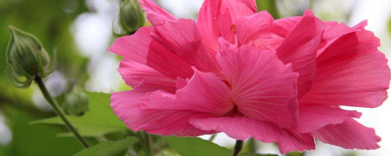 芙蓉花浇水怎么算浇透 芙蓉花的浇水方法