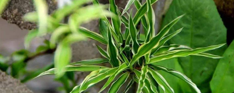 吊兰怎么换盆 吊兰怎么换盆换土视频