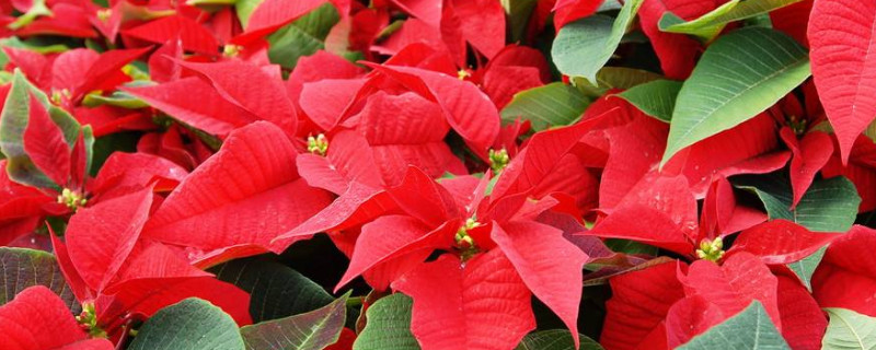 新买回来的一品红怎么养（一品红好养吗?怎么养）