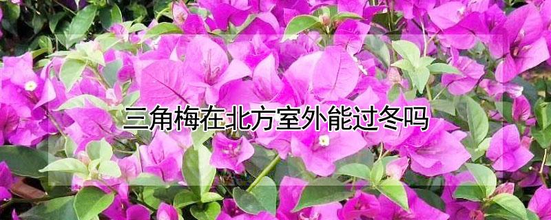 三角梅在北方室外能过冬吗 三角梅冬天在北方室外能成活吗