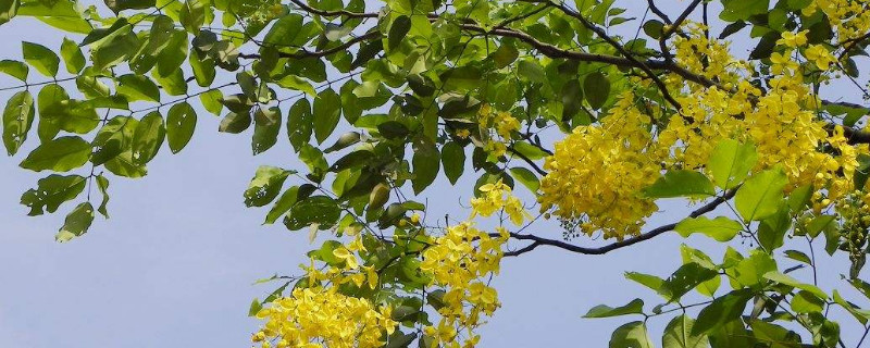 腊肠花又叫什么花（腊肠花含义）