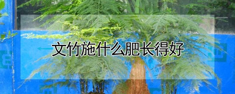 文竹施什么肥长得好（文竹施什么肥长的好）