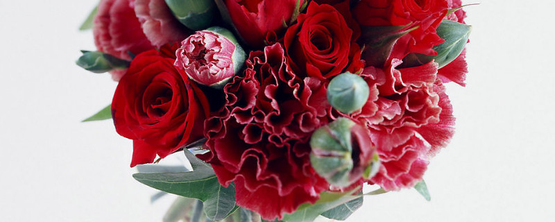 康乃馨种植条件（康乃馨的种植条件和种植方法）