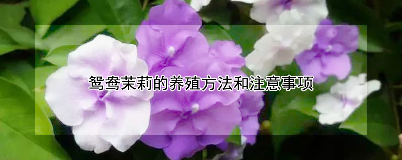 鸳鸯茉莉的养殖方法和注意事项（鸳鸯茉莉的养殖方法）