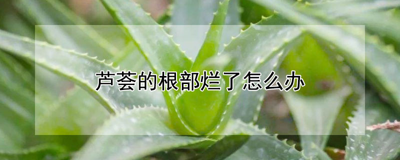 芦荟的根部烂了怎么办（芦荟的根子烂了,该怎么办?）