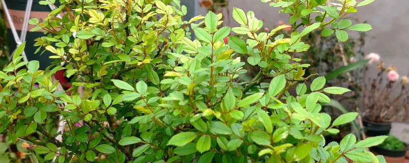 月季花干叶了该怎么治 月季花干叶子怎么处理