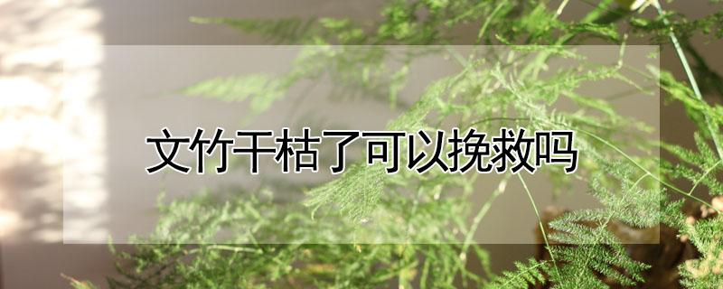 文竹干枯了可以挽救吗 文竹枯萎了还有救吗?