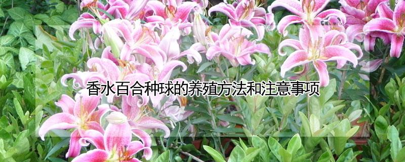 香水百合种球的养殖方法和注意事项（香水百合种球可以水培吗）