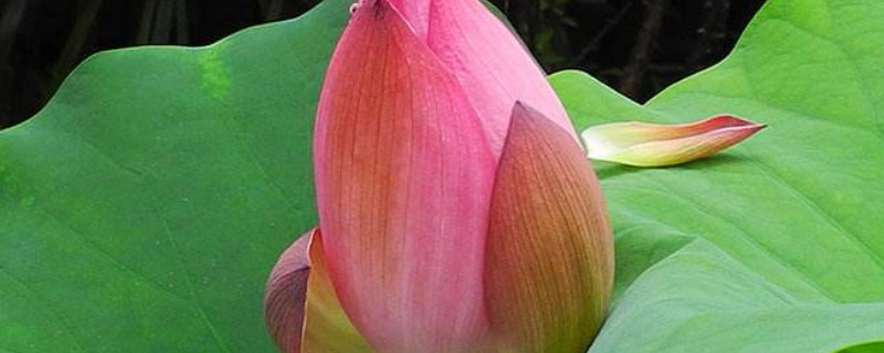 荷花是什么植物（荷花是裸子植物还是被子植物）