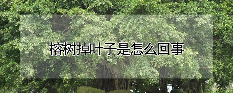 榕树掉叶子是怎么回事(榕树掉叶子是怎么回事?)