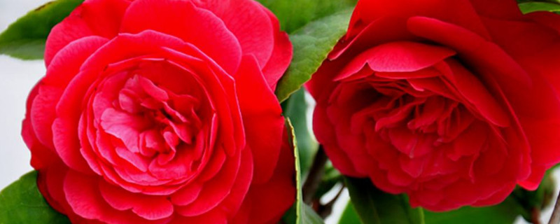 茶花花瓣变黄原因（茶花的叶尖黄了是什么原因）