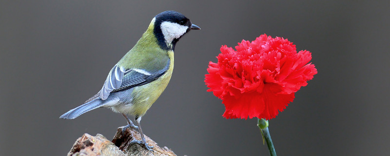 康乃馨种子的养殖方法和注意事项（康乃馨的种子育苗方法）