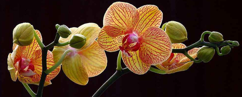 夏天养蝴蝶兰应该注意些什么 夏天适合养蝴蝶兰吗