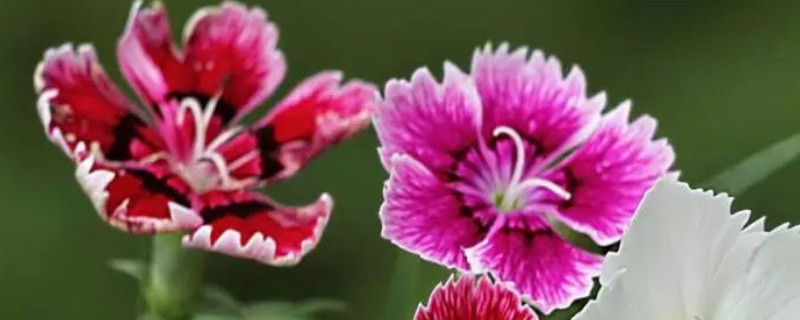 康乃馨移栽后怎么焉了（康乃馨移栽几天成活）