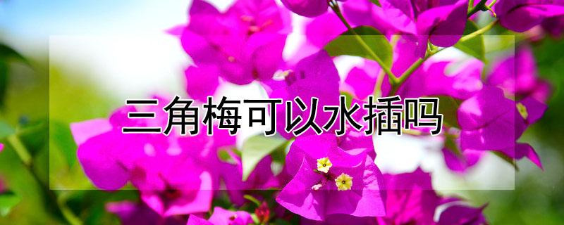 三角梅可以水插吗 三角梅怎么能插活