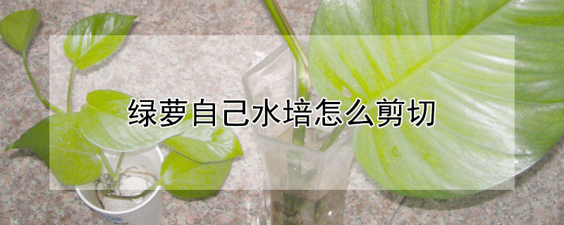 绿萝自己水培怎么剪切（绿萝要怎么剪出来水培）