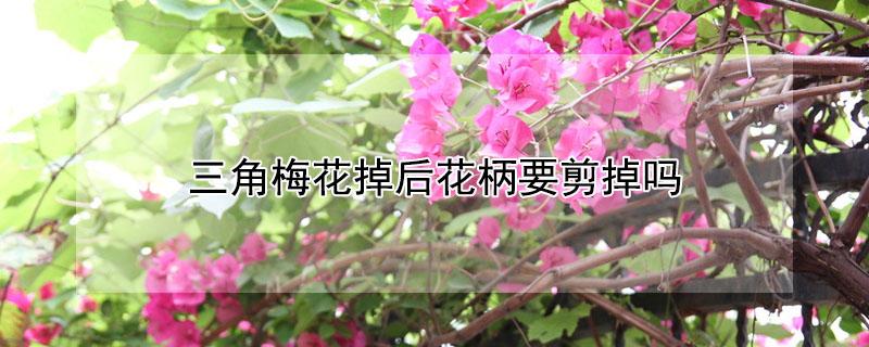 三角梅花掉后花柄要剪掉吗 三角梅花掉了杆需要剪掉吗