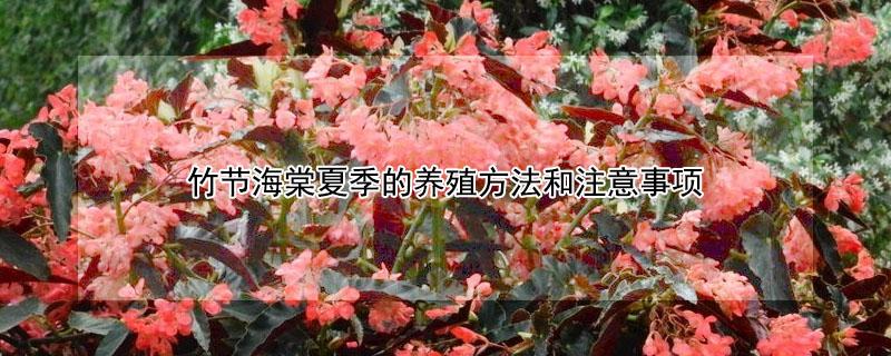 竹节海棠夏季的养殖方法和注意事项（竹节海棠夏季怎么管理）