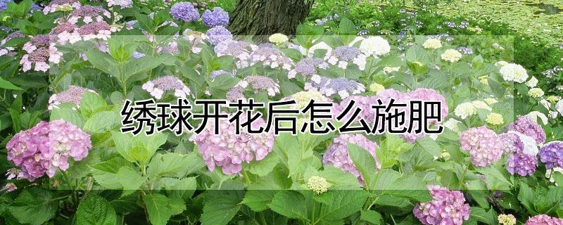 绣球开花后怎么施肥（绣球花开花期间怎么施肥）