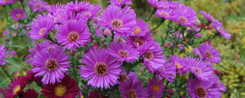 菊花是哪个国家的国花 请问菊花是哪个国家的