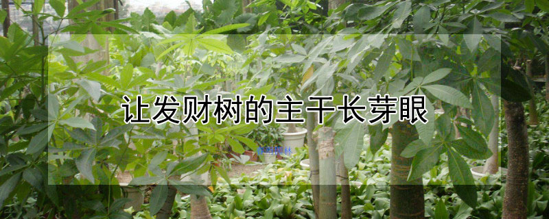 让发财树的主干长芽眼 发财树的芽眼长什么样子