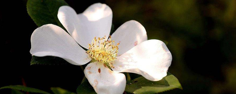 金樱子有几种 金樱子有几种加工方法