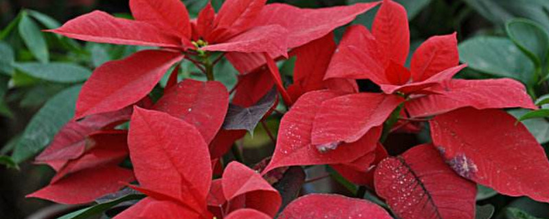 一品红为什么老掉叶子(一品红的叶子都掉光了怎么办)