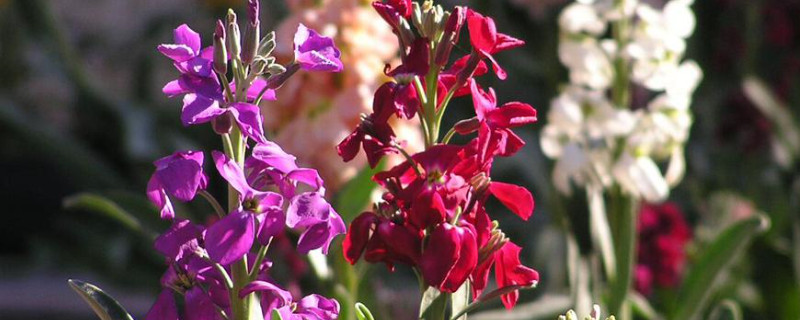 紫罗兰叶子卷了怎么回事 紫藤花叶子卷了