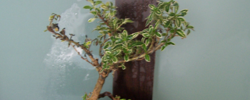 盆景六月雪的寿命大约几年（六月雪盆景生长期）