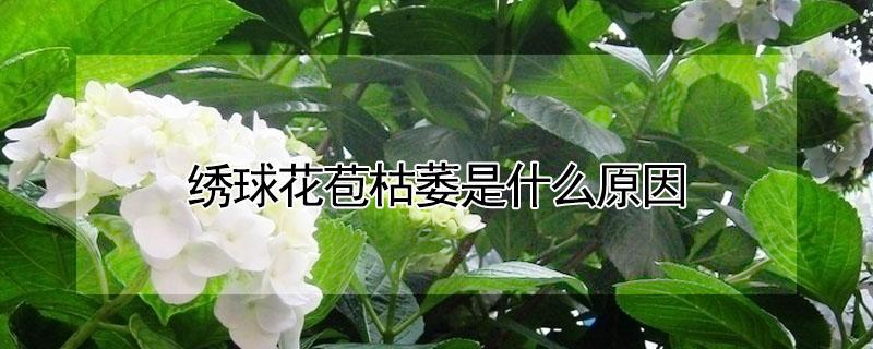 绣球花苞枯萎是什么原因 绣球花苞干枯