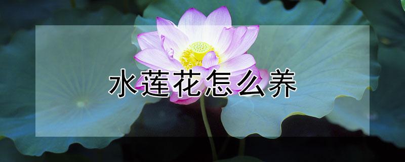 水莲花怎么养（盆栽水莲花怎么养）