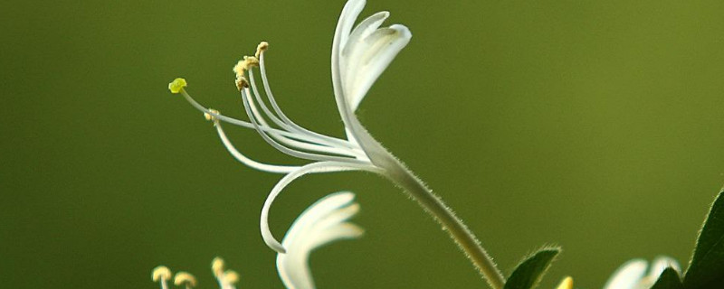 金银花怎么插才能活（金银花可以扦插吗）