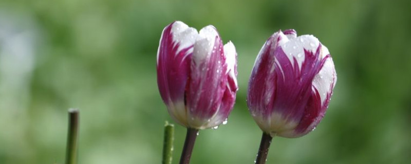 郁金香春天怎样浇水 郁金香如何浇水施肥