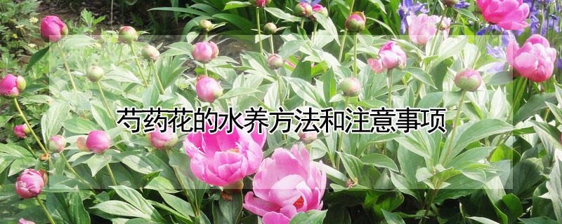 芍药花的水养方法和注意事项 芍药花用什么水养