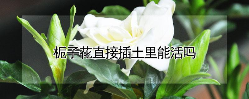 栀子花直接插土里能活吗 栀子花插活了怎么移植到土里