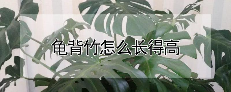 龟背竹怎么长得高（龟背竹怎么长粗壮）