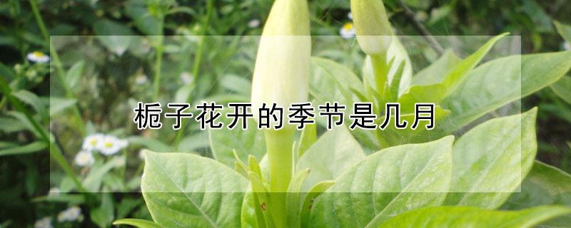 栀子花开的季节是几月（栀子花开的季节是什么时候）