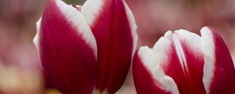 郁金香复花性好的品种 郁金香复花性好吗