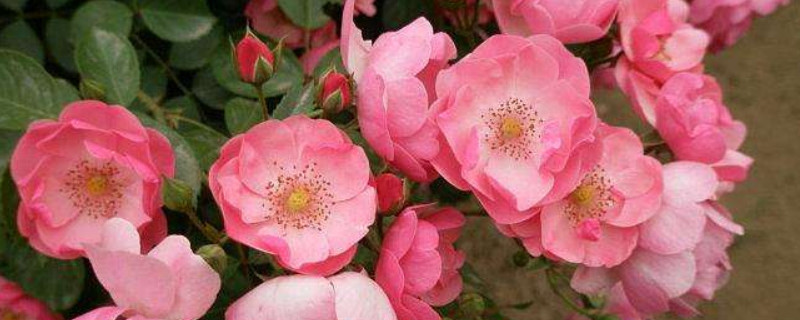 藤本月季小苗怎样养护(月季藤本小苗怎么养)