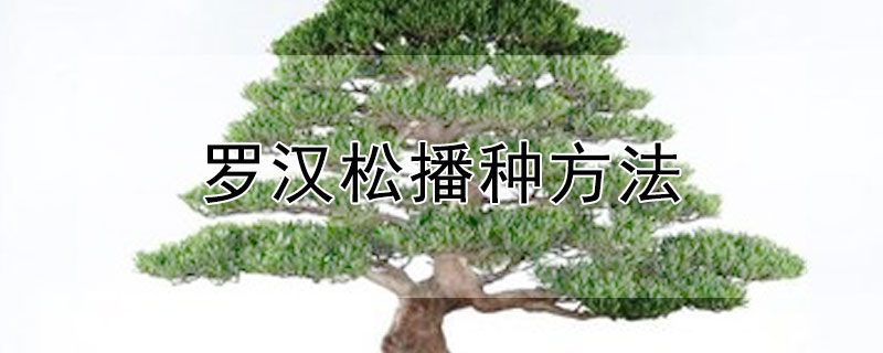 罗汉松播种方法 罗汉松栽种方法