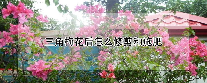 三角梅花后怎么修剪和施肥（三角梅花后修剪施什么肥?）