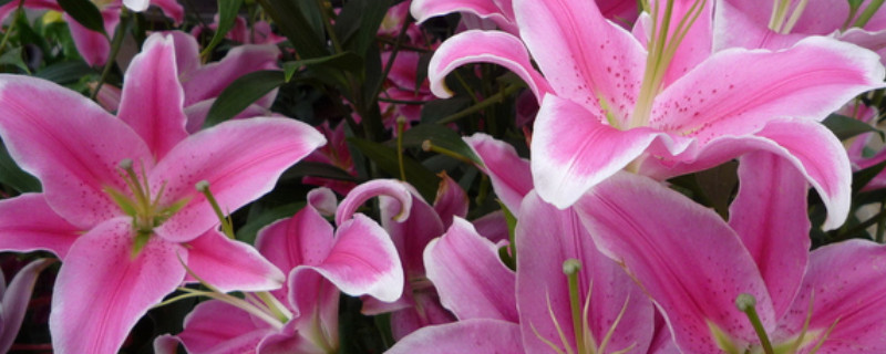 百合花盆栽的养殖方法（百合花盆栽的养殖方法是放在窒内好还是放在室里好）