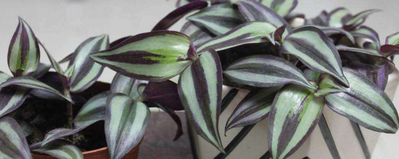 紫色吊兰怎么养才能更旺盛（水培紫吊兰怎么养才能更旺盛）