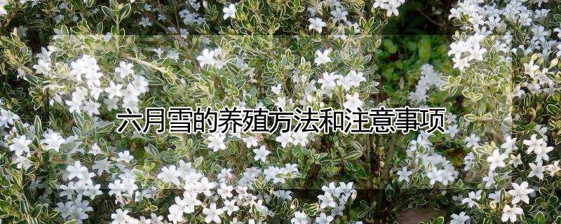 六月雪的养殖方法和注意事项 提根六月雪的养殖方法和注意事项