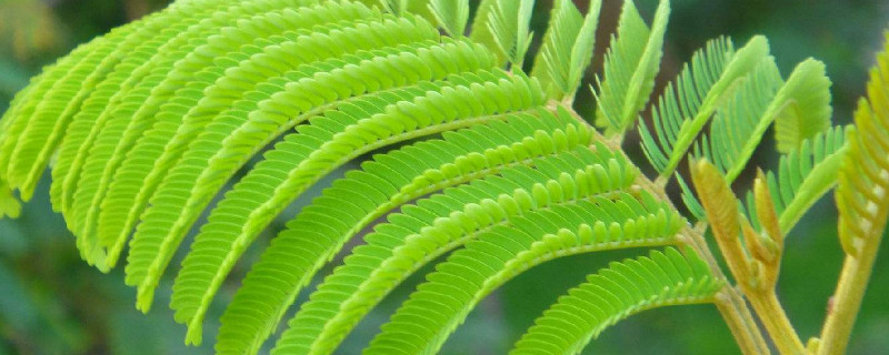 含羞草和什么植物相似（和含羞草相似的植物）