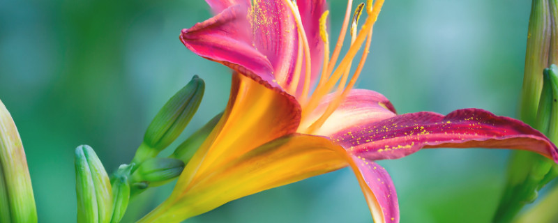 百合花会影响睡眠吗(百合花有帮助睡眠的作用吗)