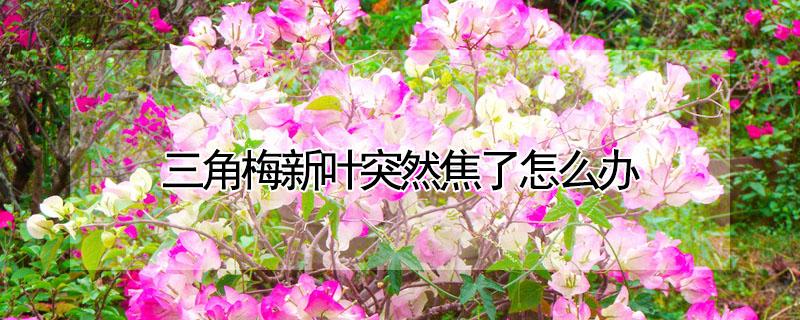 三角梅新叶突然焦了怎么办(三角梅新叶发红怎么办)