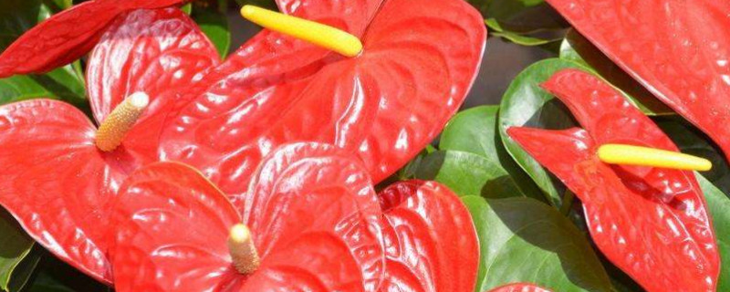 红掌叶子尖像烧焦了怎么补救（红掌叶子烧焦怎么回事）