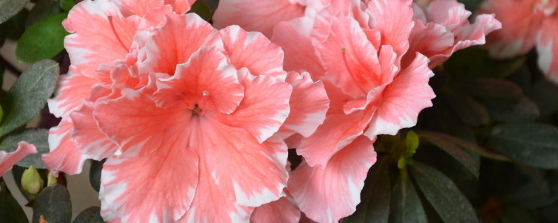 杜鹃花生长缓慢怎么办 杜鹃花长的慢是什么原因